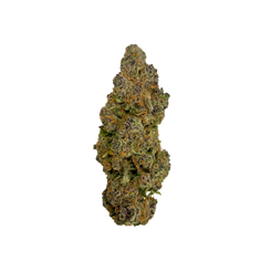 Haven Herb premium cannabis flower bud with dense trichomes and green and purple hues on black background