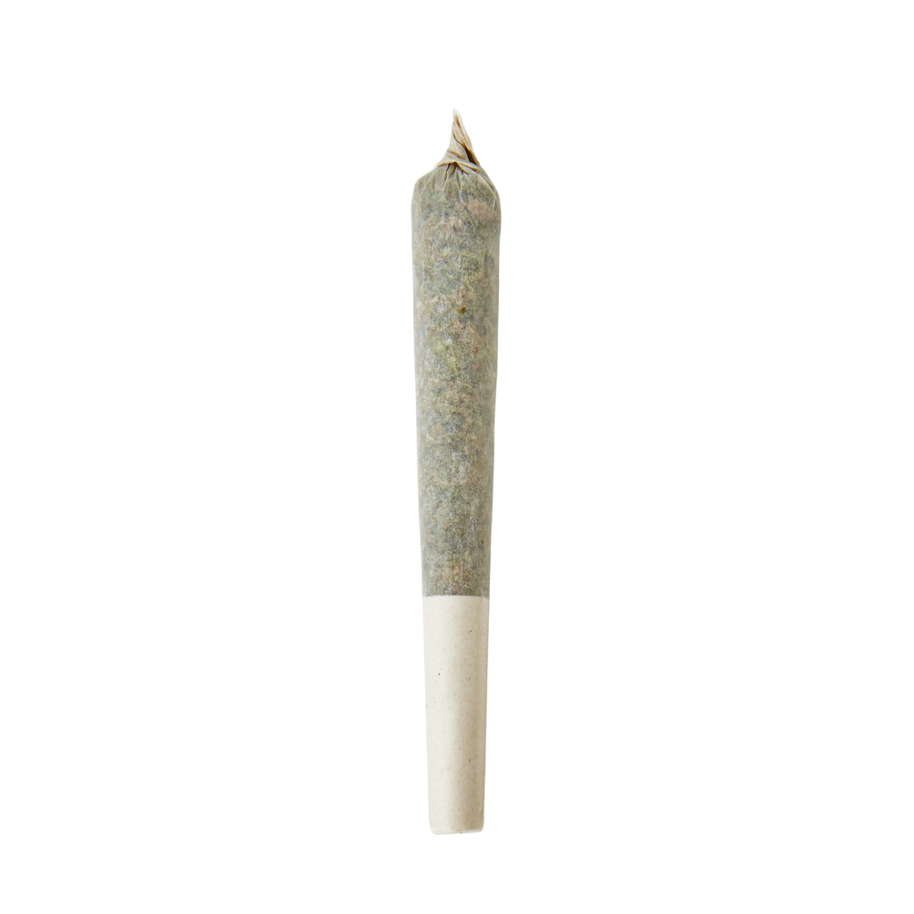Haven Herb sativa cannabis pre-roll single joint with white filter tip on white background