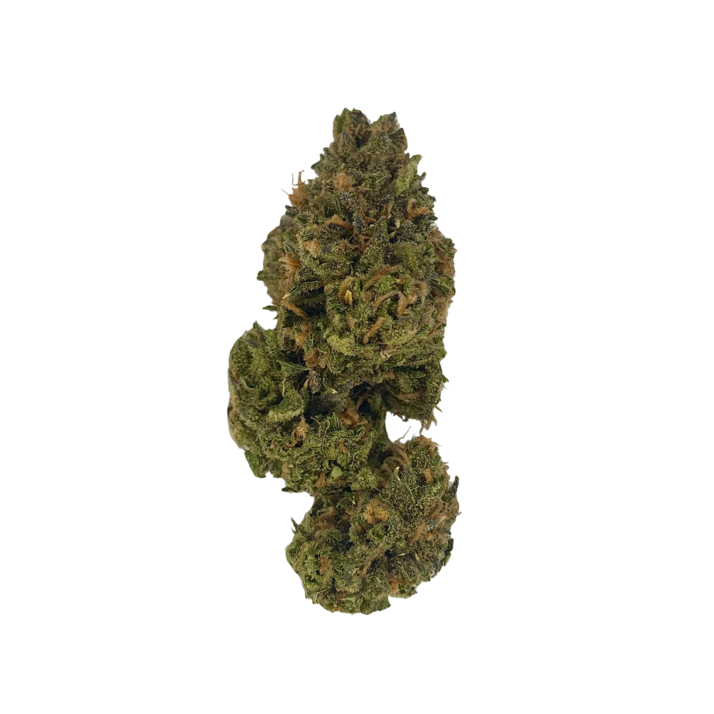 Close-up of Tear Gas cannabis strain flower by Haven Herb with dense green and orange buds