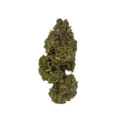 Close-up of Tear Gas cannabis strain flower by Haven Herb with dense green and orange buds