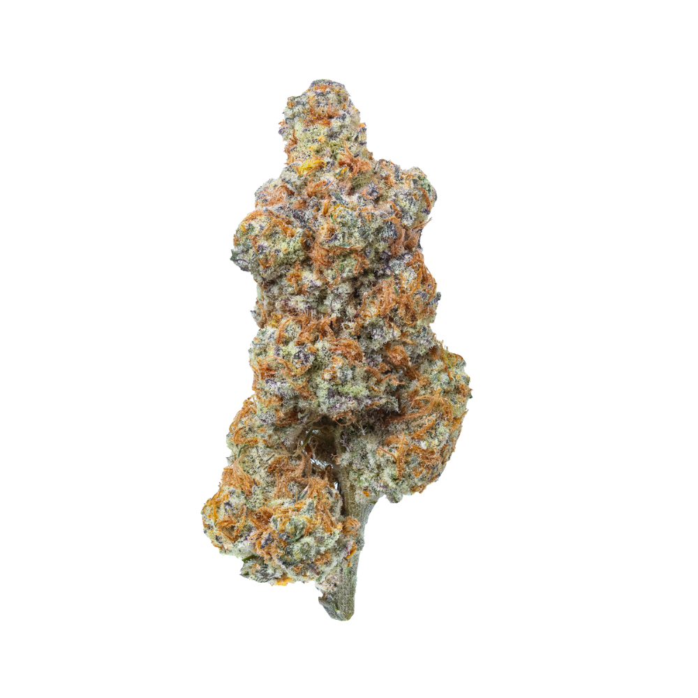 Close-up of tropical cannabis flower by Haven Herb with dense orange and green buds on black background