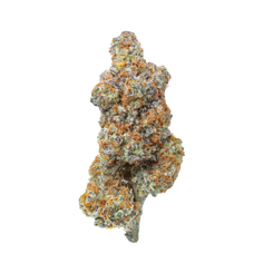 Close-up of tropical cannabis flower by Haven Herb with dense orange and green buds on black background